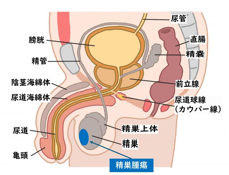 seisousyuyou