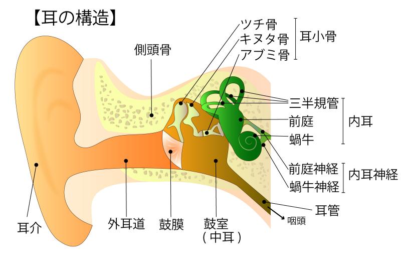 miminokouzou